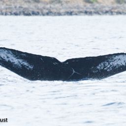 Fluke of HI20-0355