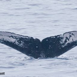 Fluke of HI20-0368