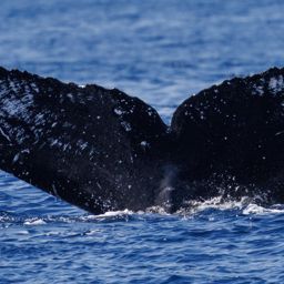 Fluke of HI20-0004