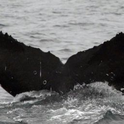 Fluke of Blackberry