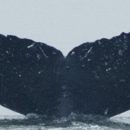 Fluke of Spinnoza