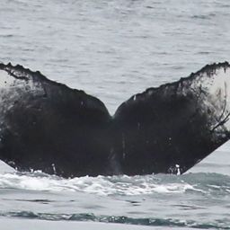 Fluke of CRC-16990