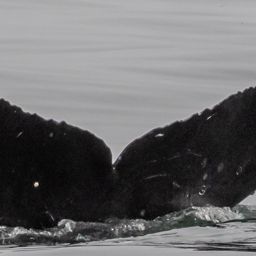 Fluke of CRC-16667