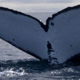 Fluke of ROTUI