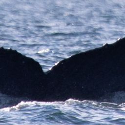 Fluke of HW-MN0442241