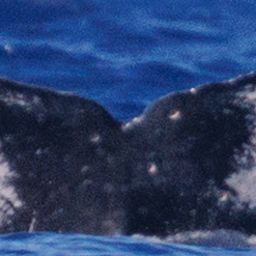 Fluke of BCZ0118