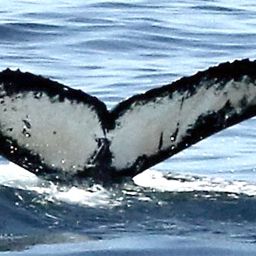 Fluke of Split Fin