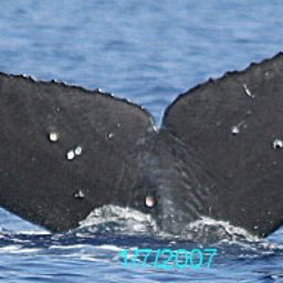 Fluke of BCX0729
