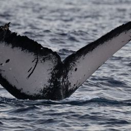 Fluke of BCZ0290