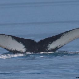 Fluke of SEAK-2430