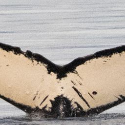Fluke of Odyssea
