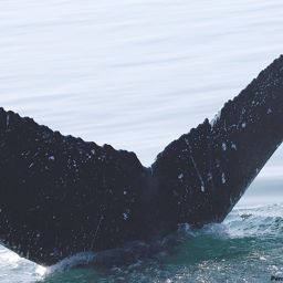 Fluke of SEAK-5573