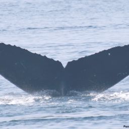 Fluke of AK19_0052