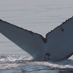 Fluke of SEAK-2615