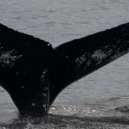 Fluke of HW-MN0442350