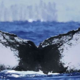 Fluke of Sandy