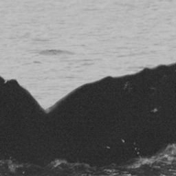 Fluke of Jonah