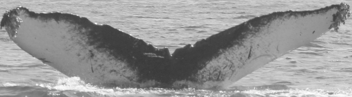 Fluke of CRC-10727