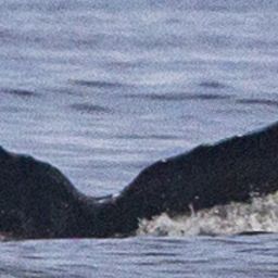 Fluke of CRC-11834
