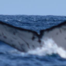 Fluke of CRC-18939