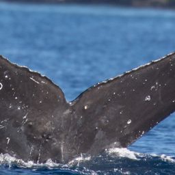 Fluke of HW-MN0442399
