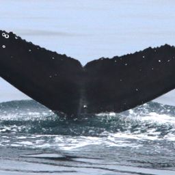 Fluke of CRC-17315