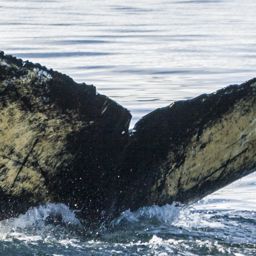 Fluke of BGT-0115