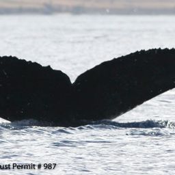 Fluke of BCX0992