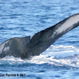 Fluke of HI07-0075