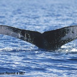 Fluke of HI06-0066