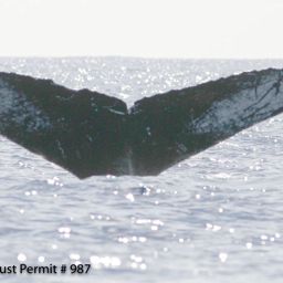 Fluke of HI06-0058