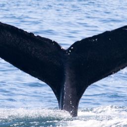 Fluke of Slippery