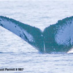 Fluke of HI08-0011