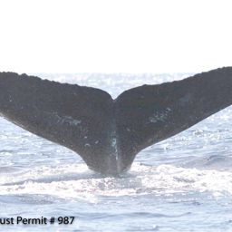 Fluke of HI07-0047