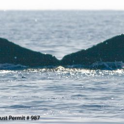 Fluke of HI08-0020