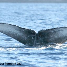 Fluke of HI07-0030