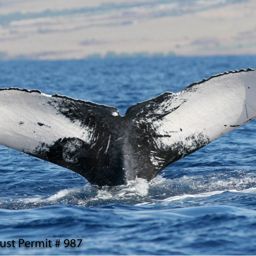 Fluke of HI07-0025