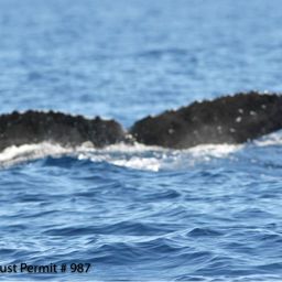Fluke of HI07-0021