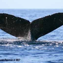 Fluke of JaNiNa