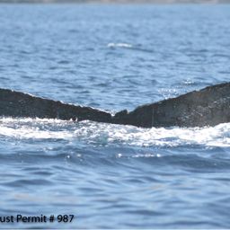 Fluke of HI07-0090