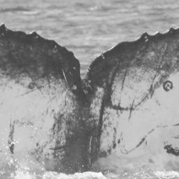 Fluke of CRC-15226