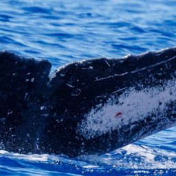 Fluke of HW-MN0442461