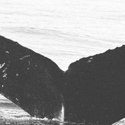 Fluke of CRC-16236