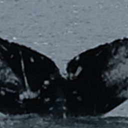 Fluke of T. Rex
