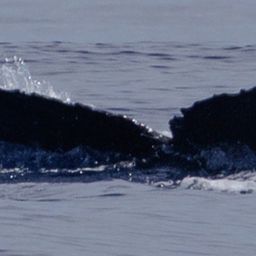 Fluke of HW-MN0442507