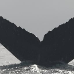 Fluke of CRC-16759