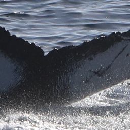 Fluke of CRC-17622