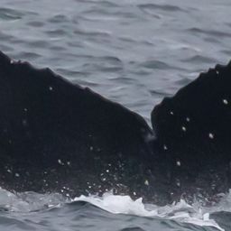 Fluke of CRC-17619