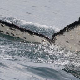 Fluke of CRC-16755