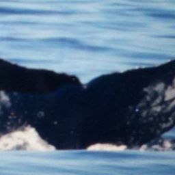 Fluke of CRC-17589